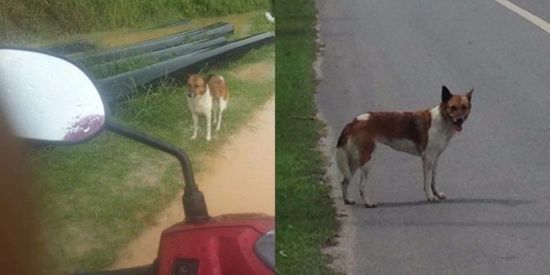 Le chien fidèle a attendu des jours et des nuits son maître, qui l’a laissé sur le bord de la route