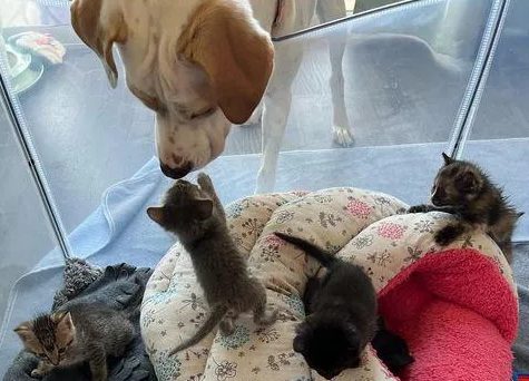 Un chaton vu miauler dans la cour est adopté par d’autres chatons et un chien attentionné