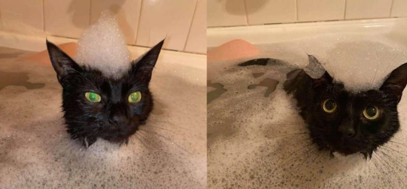 Le chat adore l’eau et rejoint la propriétaire à chaque fois qu’elle prend un bain