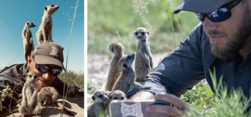 Le groupe de suricates attaque un photographe animalier