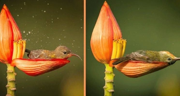 Le photographe a capturé un petit oiseau se baignant dans un pétale de fleur