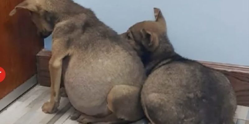 Les chiots au ventre gonflé s’accrochaient les uns aux autres et regardaient craintivement le mur