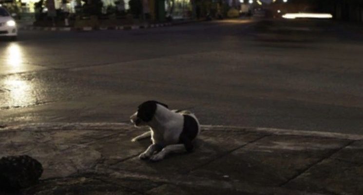 Une chienne enceinte blessée dans un accident de voiture a été ignorée de tous