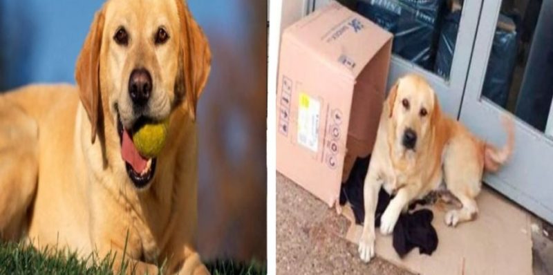 Ce chien attendait dans la cour de l’hôpital pendant une semaine avant d’être emmené par les services de protection des animaux