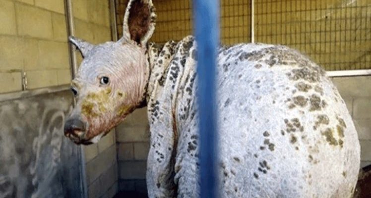 Un jeune ours atteint de gale sévère est retrouvé en Californie en train de creuser dans les poubelles