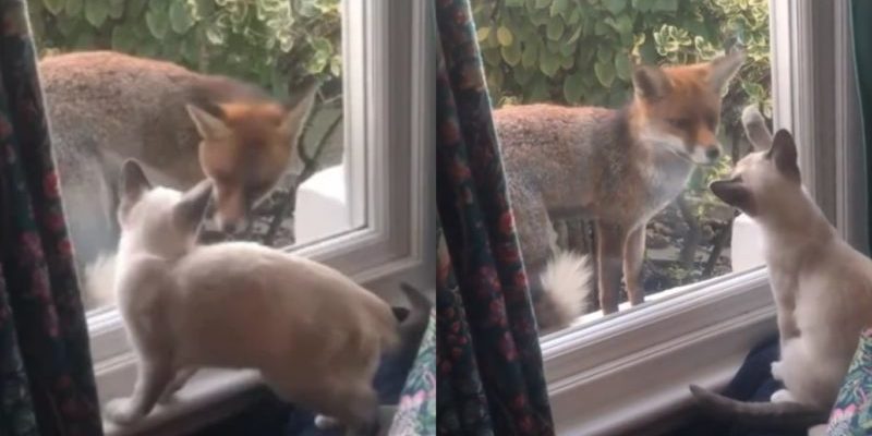 L’amitié improbable entre un renard et un chaton nous donne un boost de sérotonine bien nécessaire