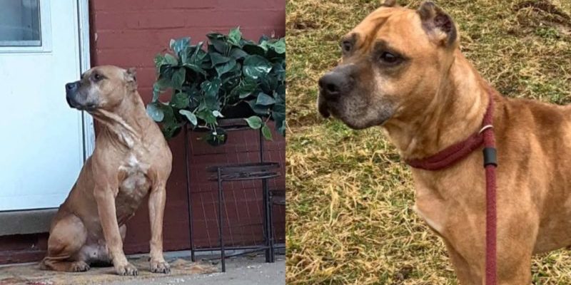 Le chien fidèle refuse de sortir devant la maison et attend ses maîtres qui l’ont laissé dans la rue