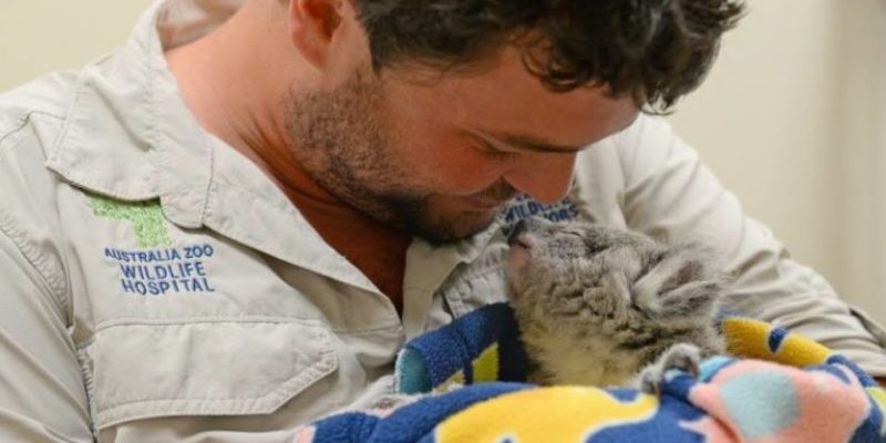 Après avoir perdu sa mère, ce petit koala s’accroche à un ours en peluche