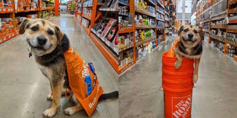 L’employé le plus mignon de « Home Depot » est un chien