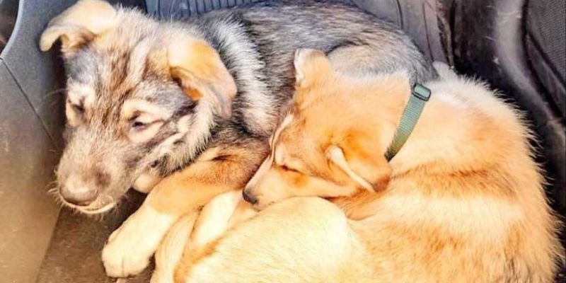 Ce couple adopte un chien et plus tard, ils reviennent pour son petit frère aveugle