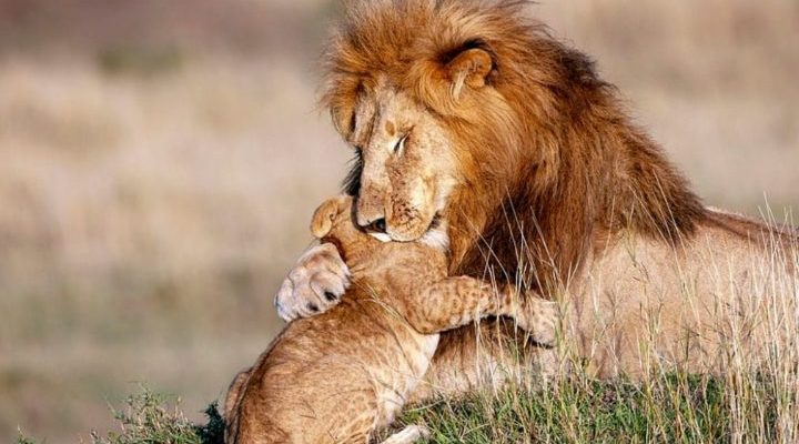 Le lion majestueux embrasse doucement son lionceau, recréant délicieusement le Roi Lion et Simba