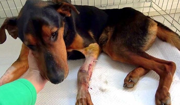 Un chien avec une jambe cassée a sauté dans les bras de la femme pour qu’elle puisse l’aider