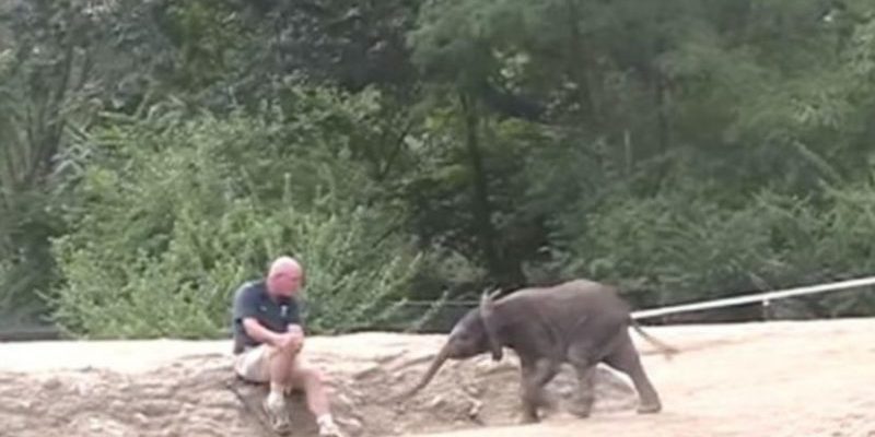 L’éléphant est content de voir une personne à proximité et décide de s’approcher