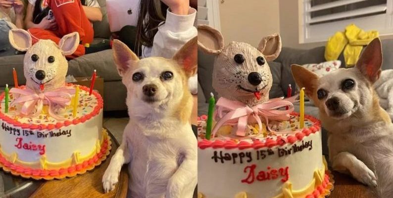 Ce chihuahua mignon organise une grande fête pour son 15e anniversaire et devient vraiment excité quand il voit son gâteau spécial