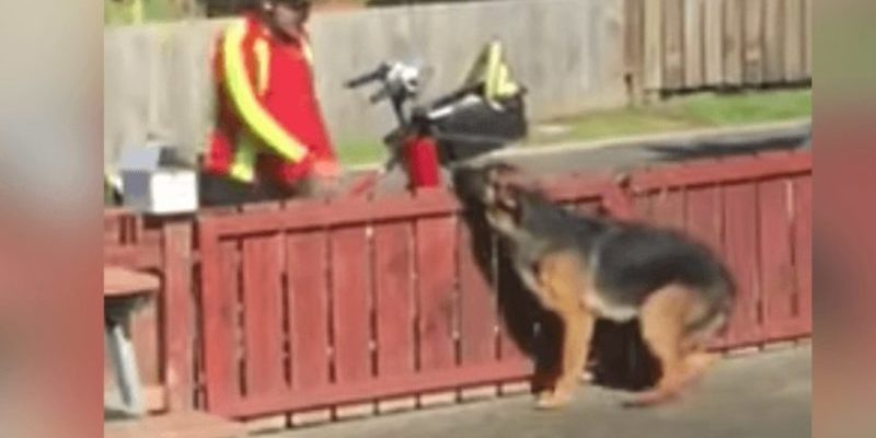 Rencontrez le facteur et le chien à travers la caméra cachée