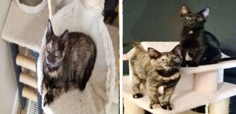 Le couple est allé dans un refuge pour adopter un chat mais en a également eu un deuxième