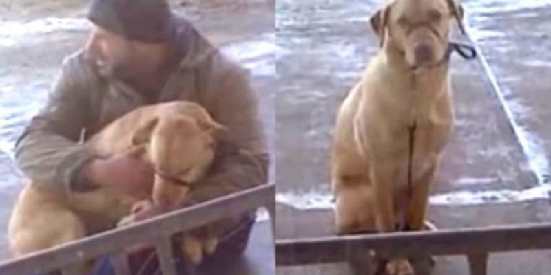 Un homme est venu en aide à un chien tremblait et souffrait d’un froid intense
