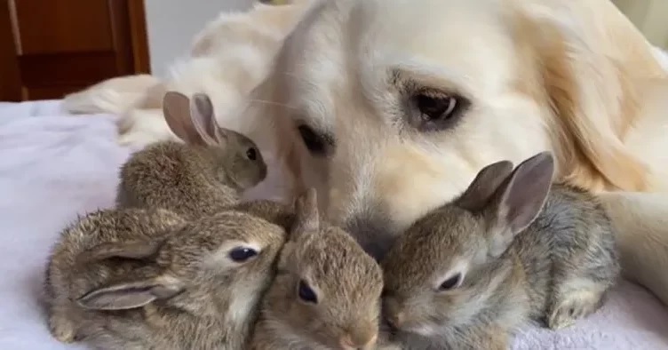 Le moment mignon où quatre lapins pensent que le chien est leur père
