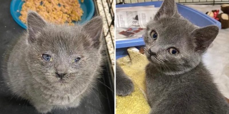 Le chat a persuadé le travailleur du refuge de le ramener à la maison