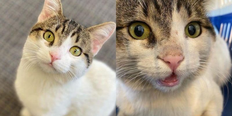 Le chat s’approche des gens et leur demande de l’emmener chez eux après plusieurs semaines d’errance dans la rue