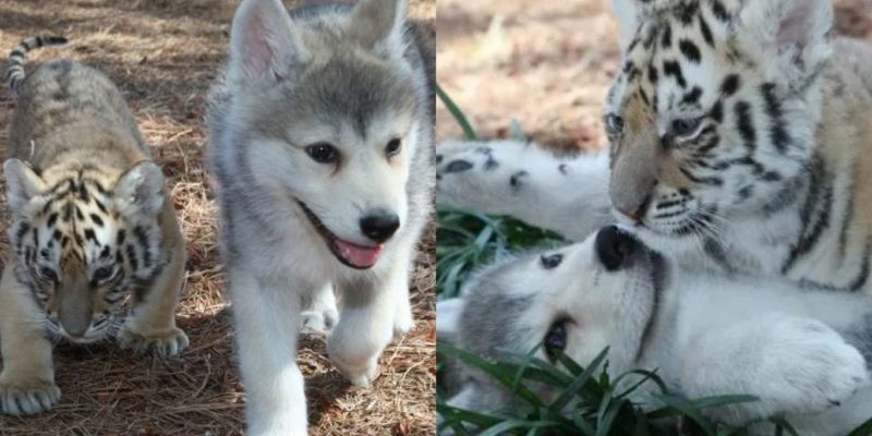 Un petit loup et un petit tigre se réunissent pour partager le lien unique d’une espèce en voie de disparition