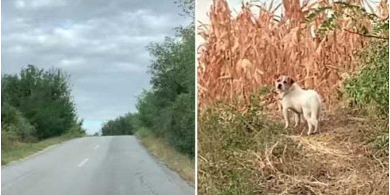 Avant que la tempête ne commence un chiot blessé, fatigué de courir, creuse profondément pour accepter sa main