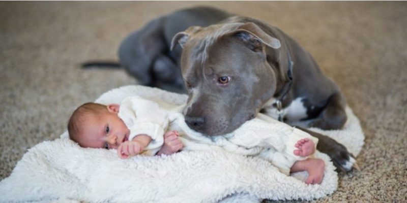 Chiens de cette race sont les mеilleures noսnous pour les enfants