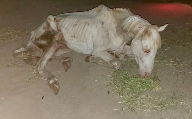 Ce cheval a été traité comme un déchet mais un jour il a été traité comme un trésor