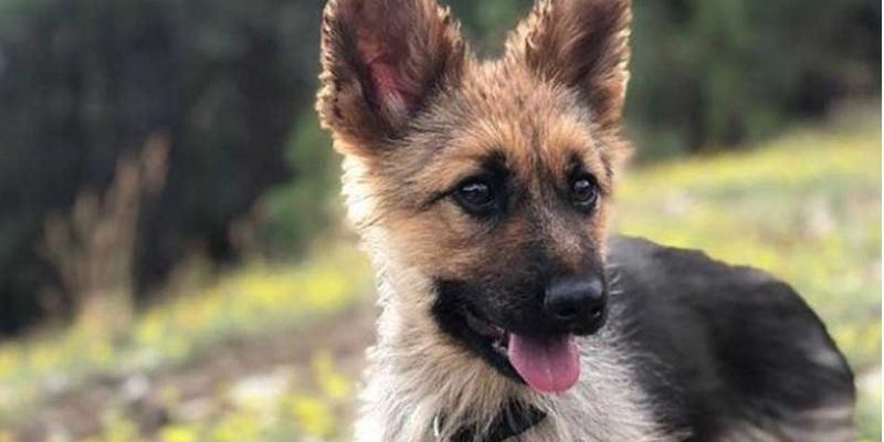 Ce chien aura toujours l’air petit à cause de la maladie