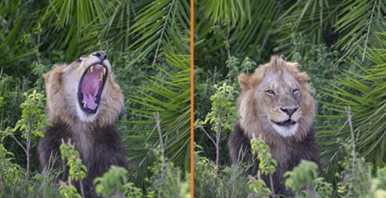 Le lion surprend le photographe avec son rugissement effrayant, puis fait un clin d’œil et rit avec un sourire narquois