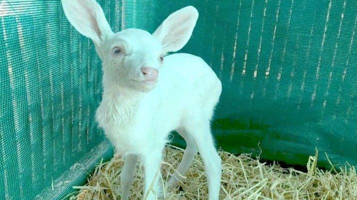 Un homme trouve un petit cerf blanc coincé au milieu de la route