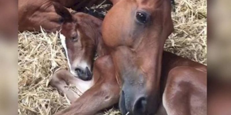 Après avoir perdu un enfant, le cheval adopte un poulain nouveau-né orphelin