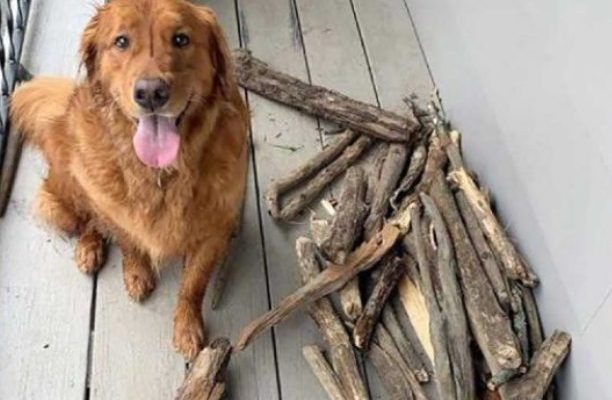 Ce magnifique chien est fier de sa collection de bâtons