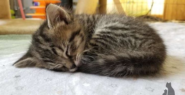 Le petit chaton est né 4 jours plus tard que ses frères et sœurs et s’est follement attaché à sa mère