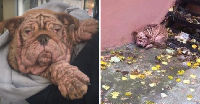 Bouledogue abandonné atteint de gale sévère contraint de vivre dans la rue