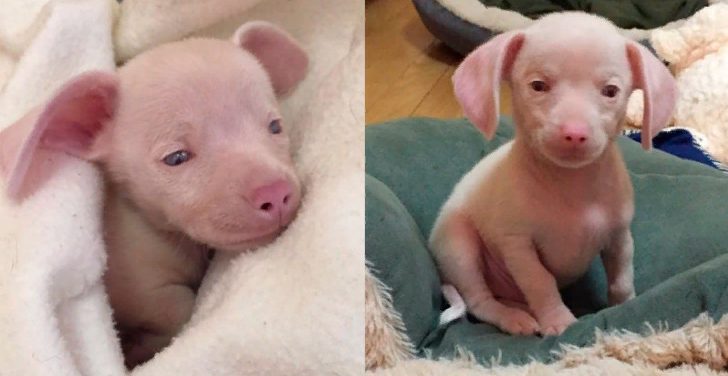 Un chiot aveugle au pelage rose est devenu un véritable missionnaire canin grâce à son attitude positive face à la vie