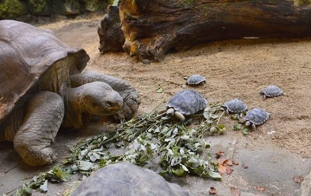 Une tortue en voie de disparition de 80 ans est devenue mère pour la première fois : tous les bébés sont en bonne santé