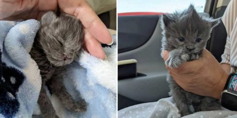 Le chat a étreint et embrassé celui qui lui a donné une nouvelle chance de vivre