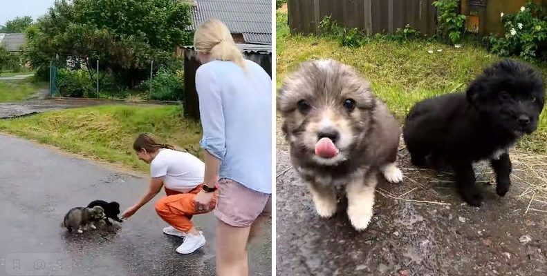 Des chiots abandonnés se sont joyeusement approchés des sauveteurs sous la pluie