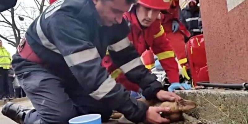 Un pompier héros sauve la vie d’un chien en pratiquant la RCR sur lui pour le faire respirer