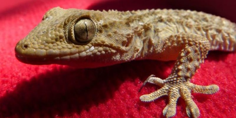 Lézard est tombé dans la bière a été réanimé par un visiteur du bar