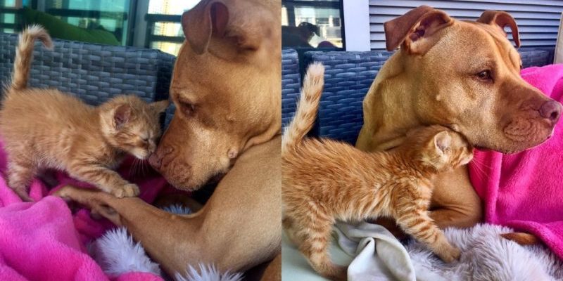 Le pit-bull sauvé a adopté son chat et l’aime et prend soin de lui comme s’il était son propre petit