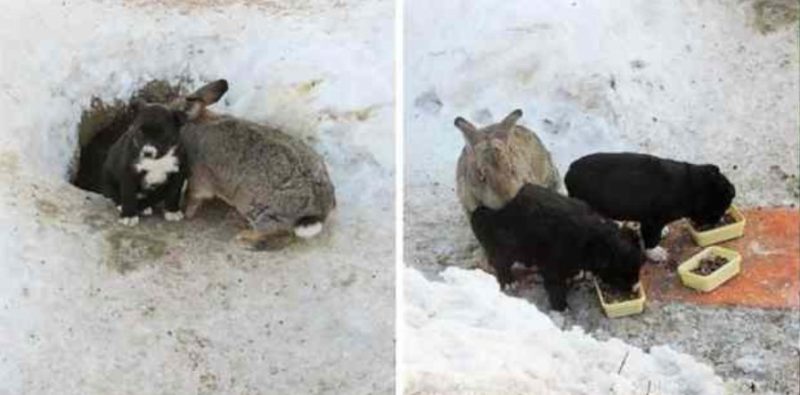 Un gros lapin sauvage a adopté un chien dans sa tanière, où le chien a donné naissance à trois chiots