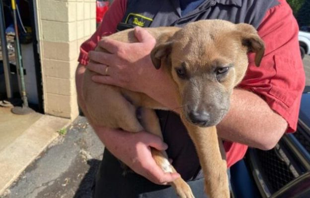 Un mécanicien retire son sac à dos de la poubelle et trouve un chiot maltraité