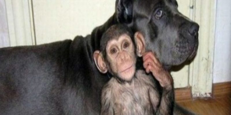 Comment est la relation entre un chien et un chimpanzé qui gardait un animal à côté de ses petits