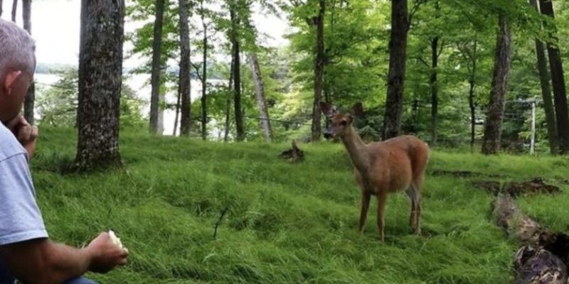 Un cerf sauvage voit un homme manger une pomme et amène son bébé pour une collation