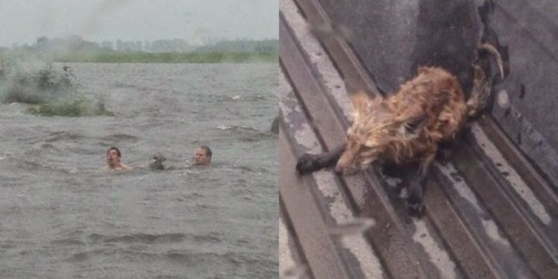 Deux hommes ont risqué leur vie pour sauver des renards échoués dans les eaux de crue