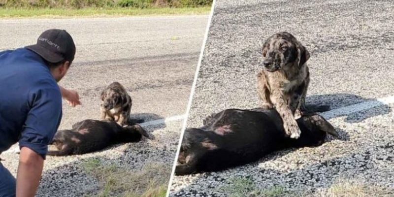 Le chien a refusé de quitter sa sœur après l’accident de voiture