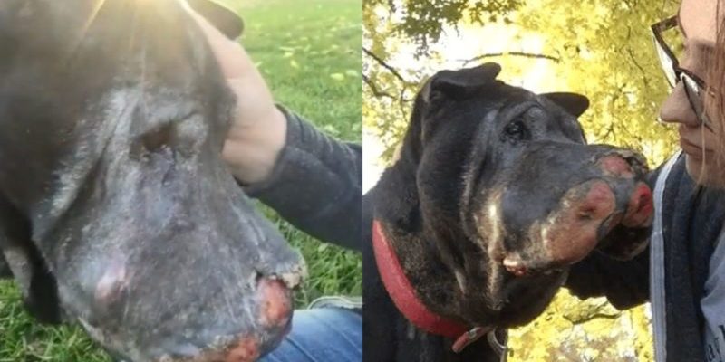 La jeune fille a sauvé le chien mourant et lui a donné une chance de passer les derniers jours de sa vie en amour