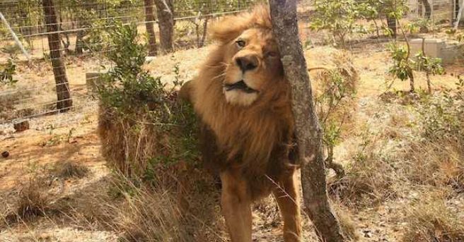 33 lions de cirque reviennent en Afrique après une vie difficile